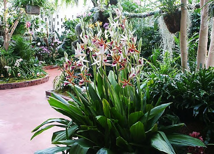 Características e cultivo da Orquídea Capuz-de-freira (Phaius  tankervilleae) - PlantaSonya - O seu blog sobre cultivo de plantas e flores