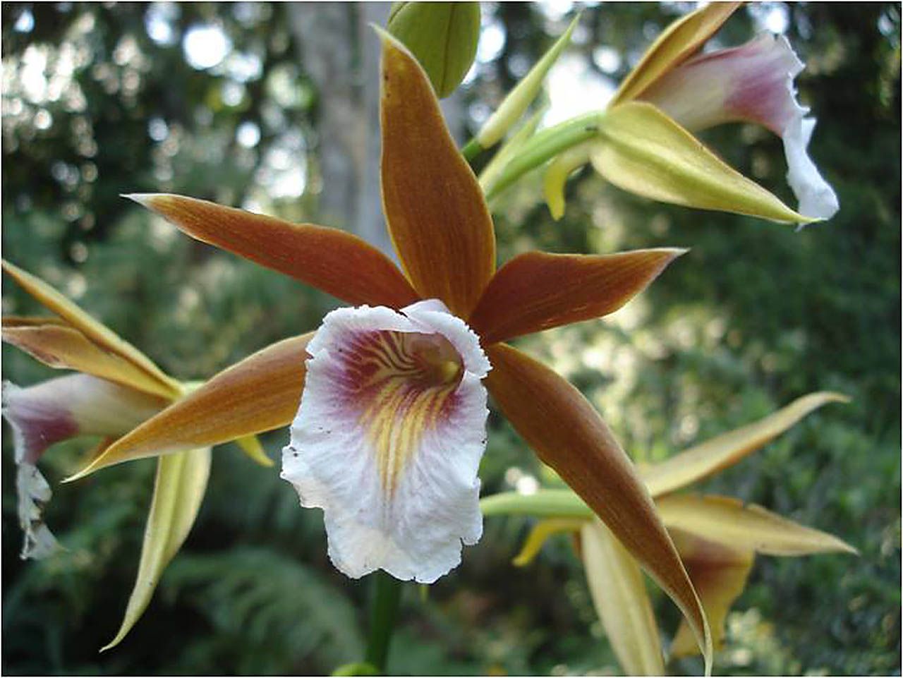 Características e cultivo da Orquídea Capuz-de-freira (Phaius  tankervilleae) - PlantaSonya - O seu blog sobre cultivo de plantas e flores