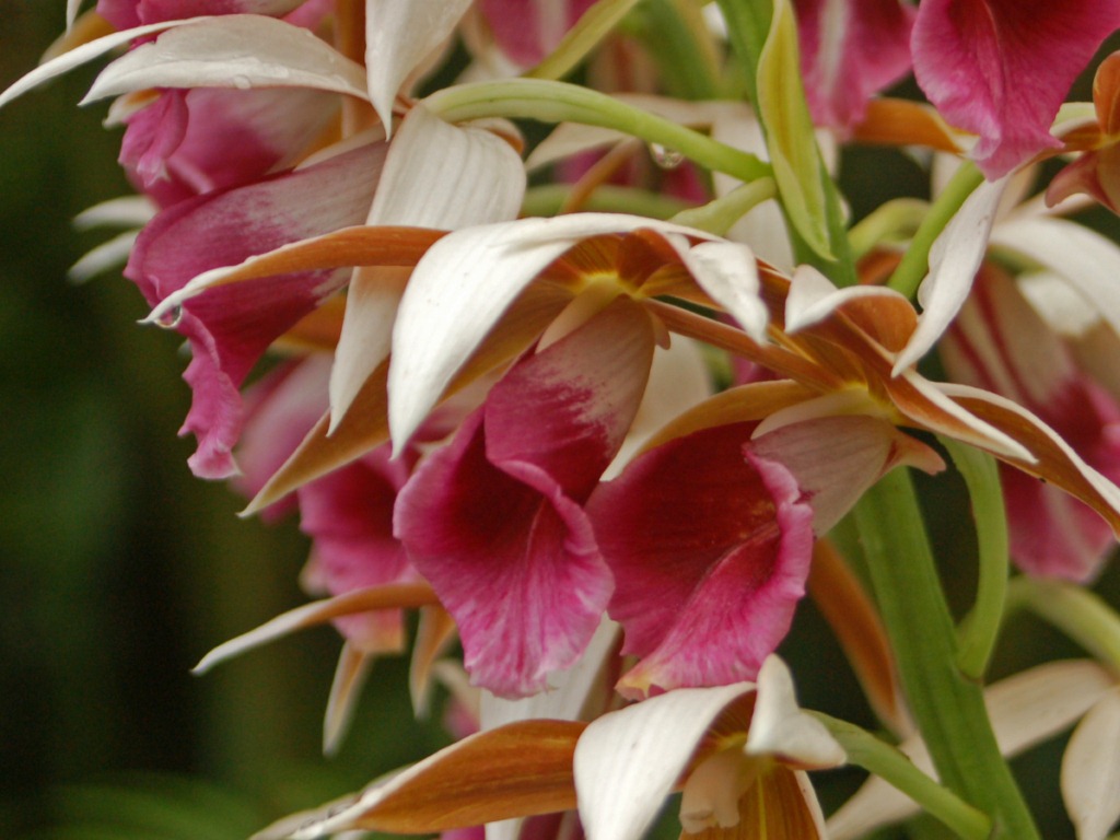 Phaius_tancarvilleae