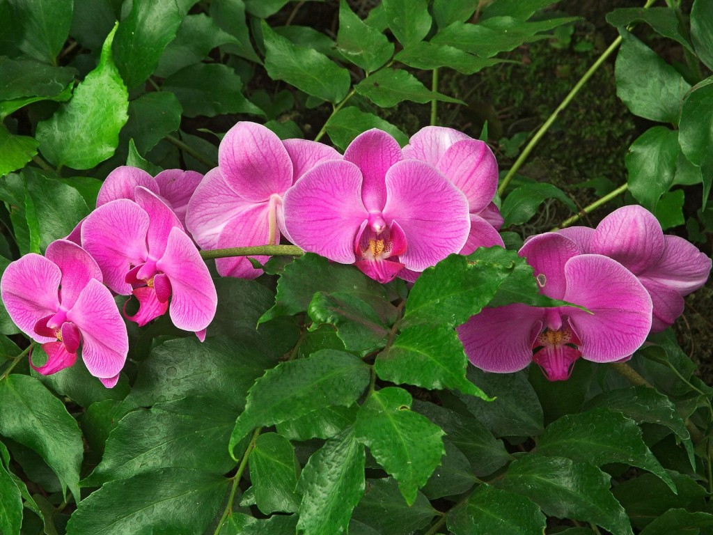 Phalaenopsis x Hybridus