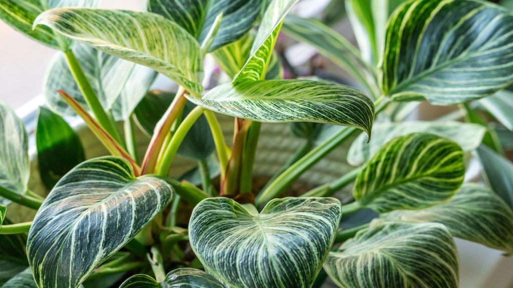 Philodendron-Birkin_76