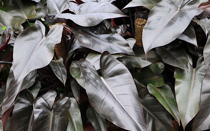 Philodendron Erubescens