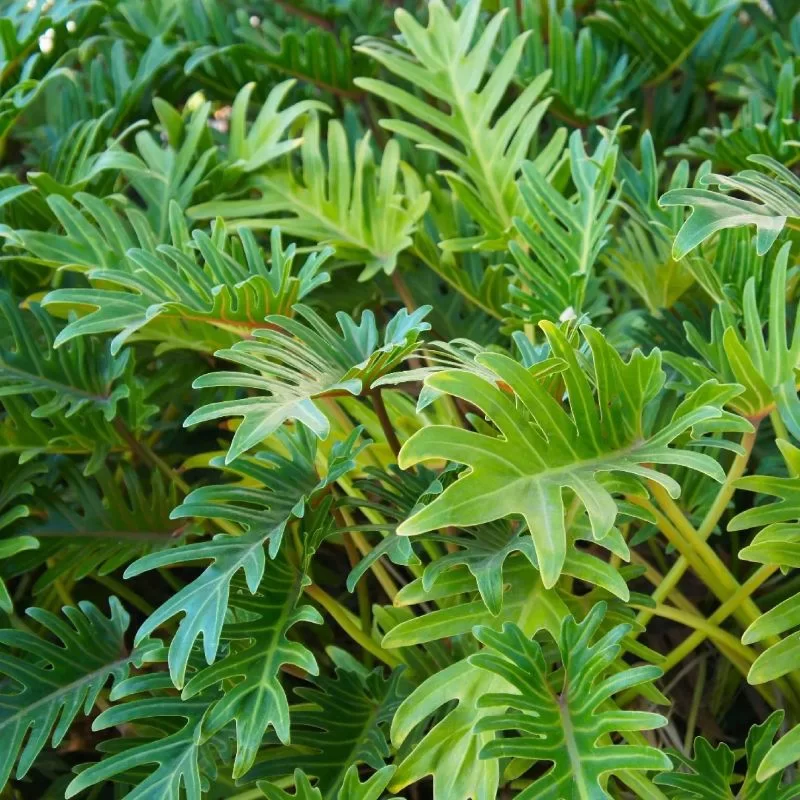 Philodendron Xanadu1