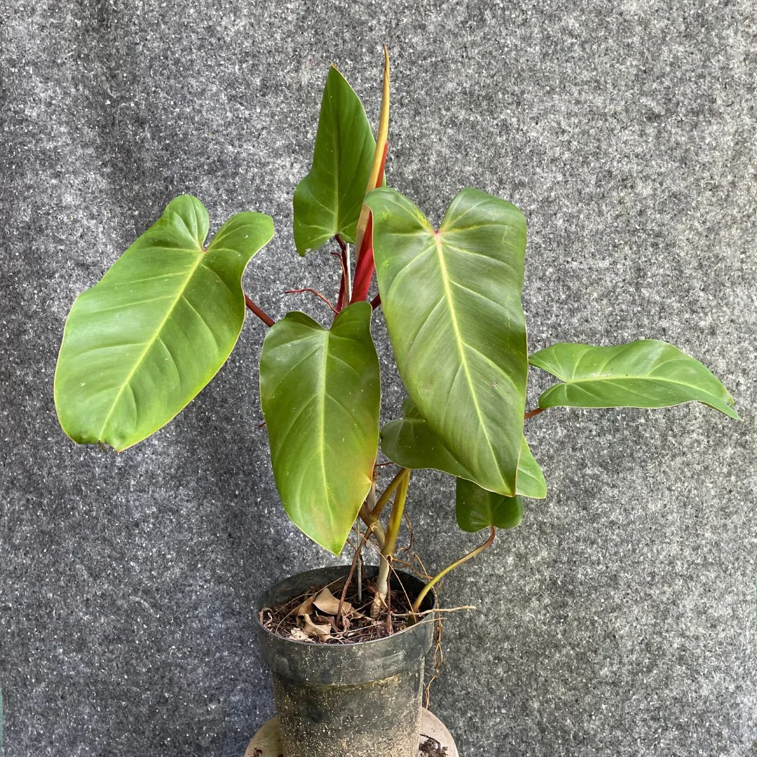 Philodendron erubescens