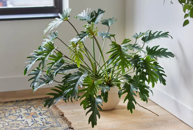 Philodendron xanadu1