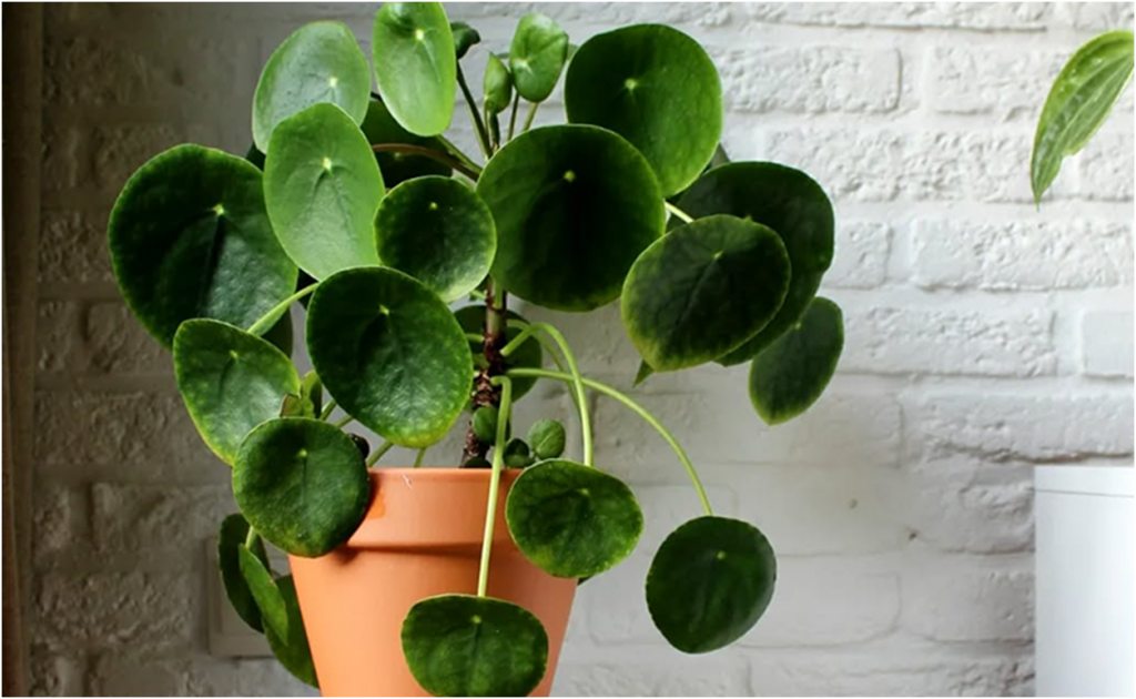 Pilea