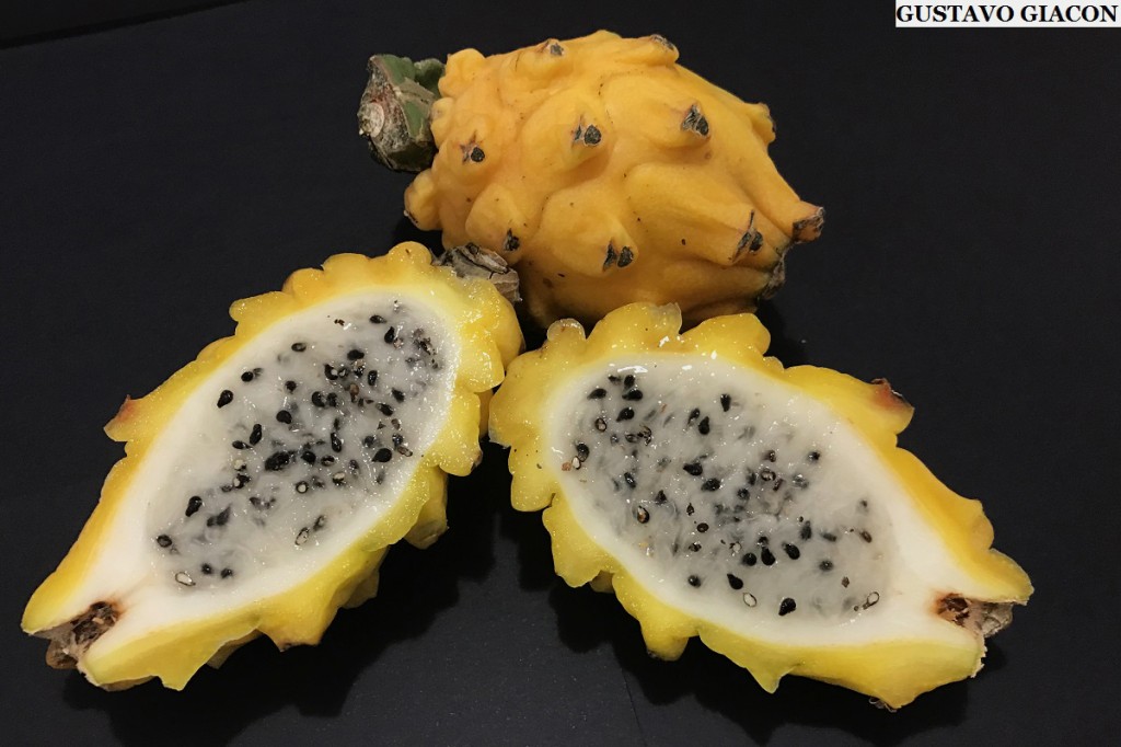 Pitaya amarela
