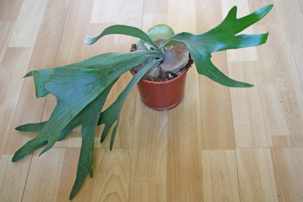 Platycerium-bifurcatum-1