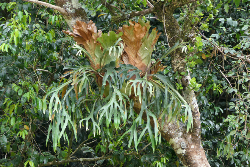 Platycerium bifurcatum3