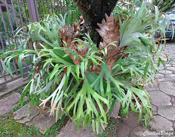 Platycerium bifurcatum