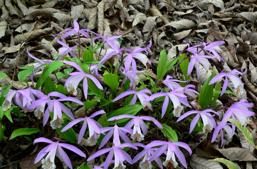 Pleione_formosana_3