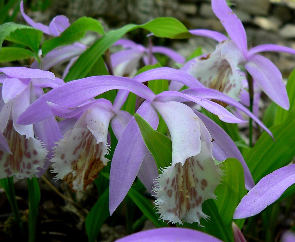 Pleione_formosana_4