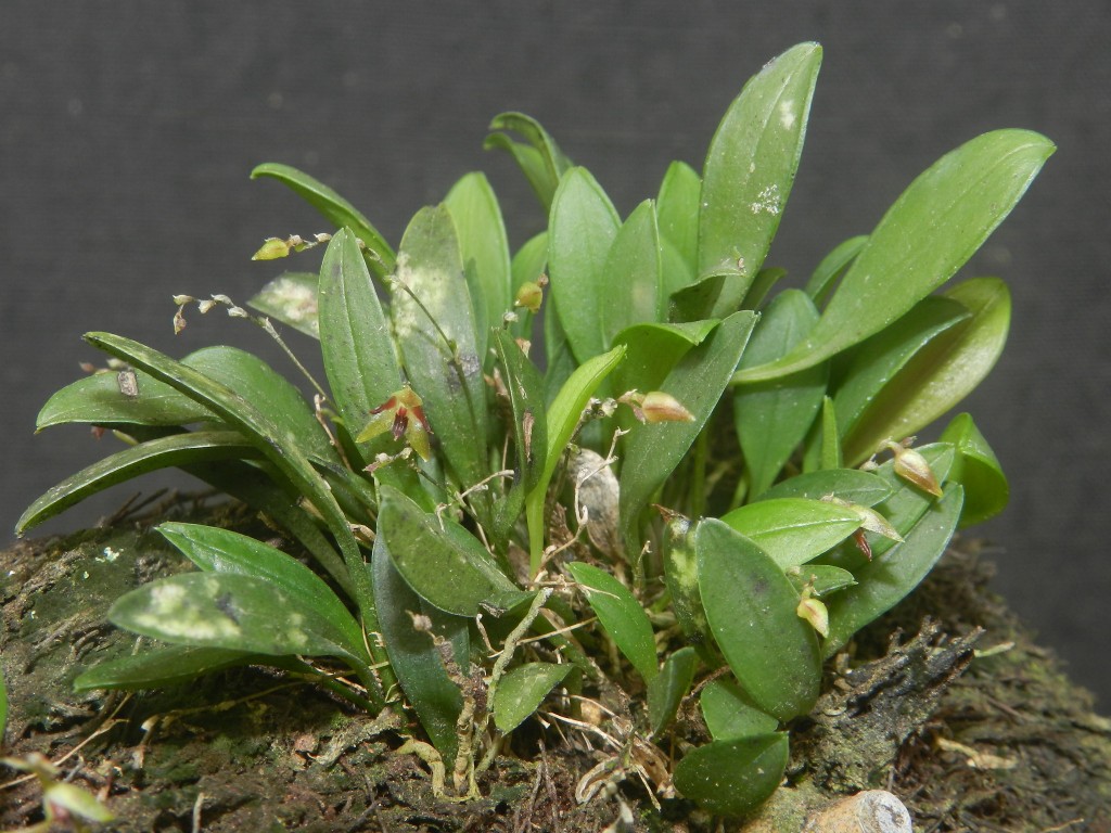 Pleurothallis-adenochila