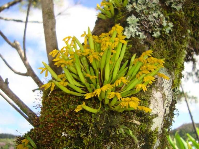 Pleurothallis sonderana