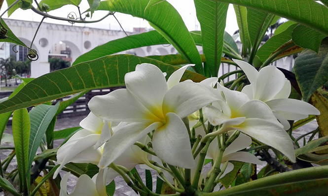 Plumeria rubra branca