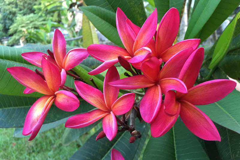 Plumeria-rubra