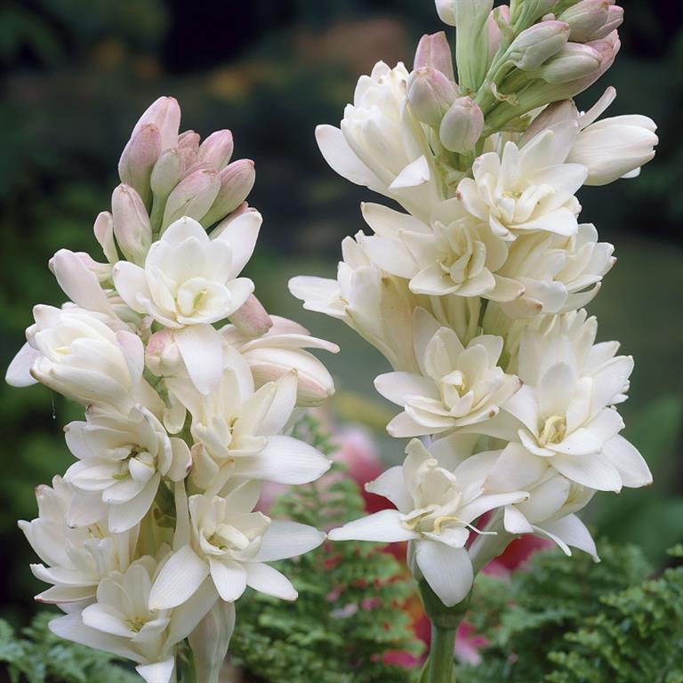 Polianthes tuberosa