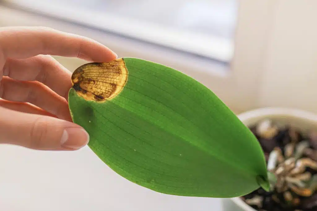 orquídea enferma