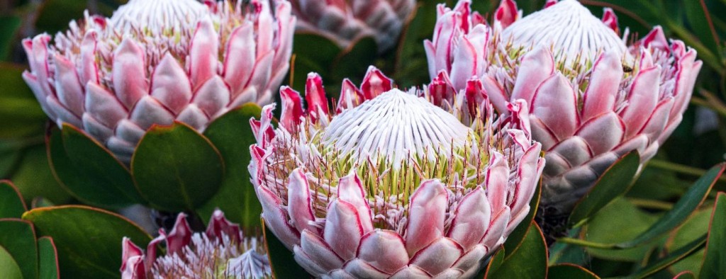 Protea cynaroides