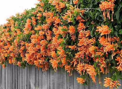 (Pyrostegia venusta)