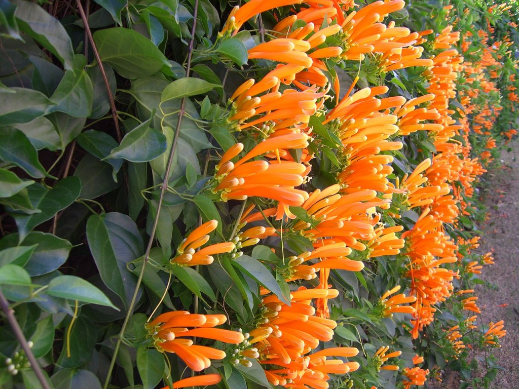 (Pyrostegia venusta)5