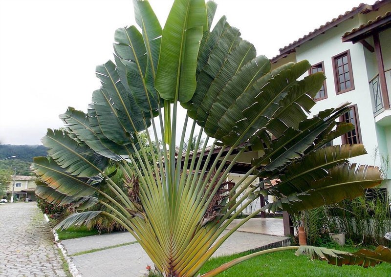 Ravenala madagascariensis