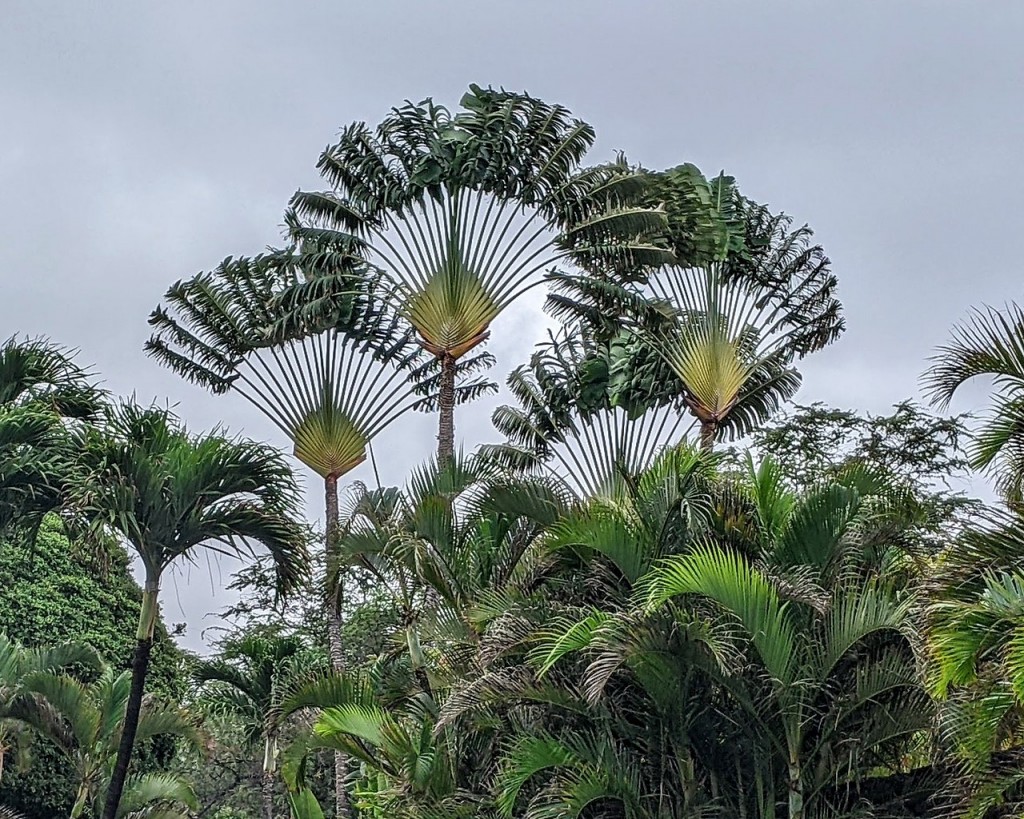 RW PAISAGISMO: ESCULTÓRICA: RAVENALA OU ÁRVORE-DO-VIAJANTE