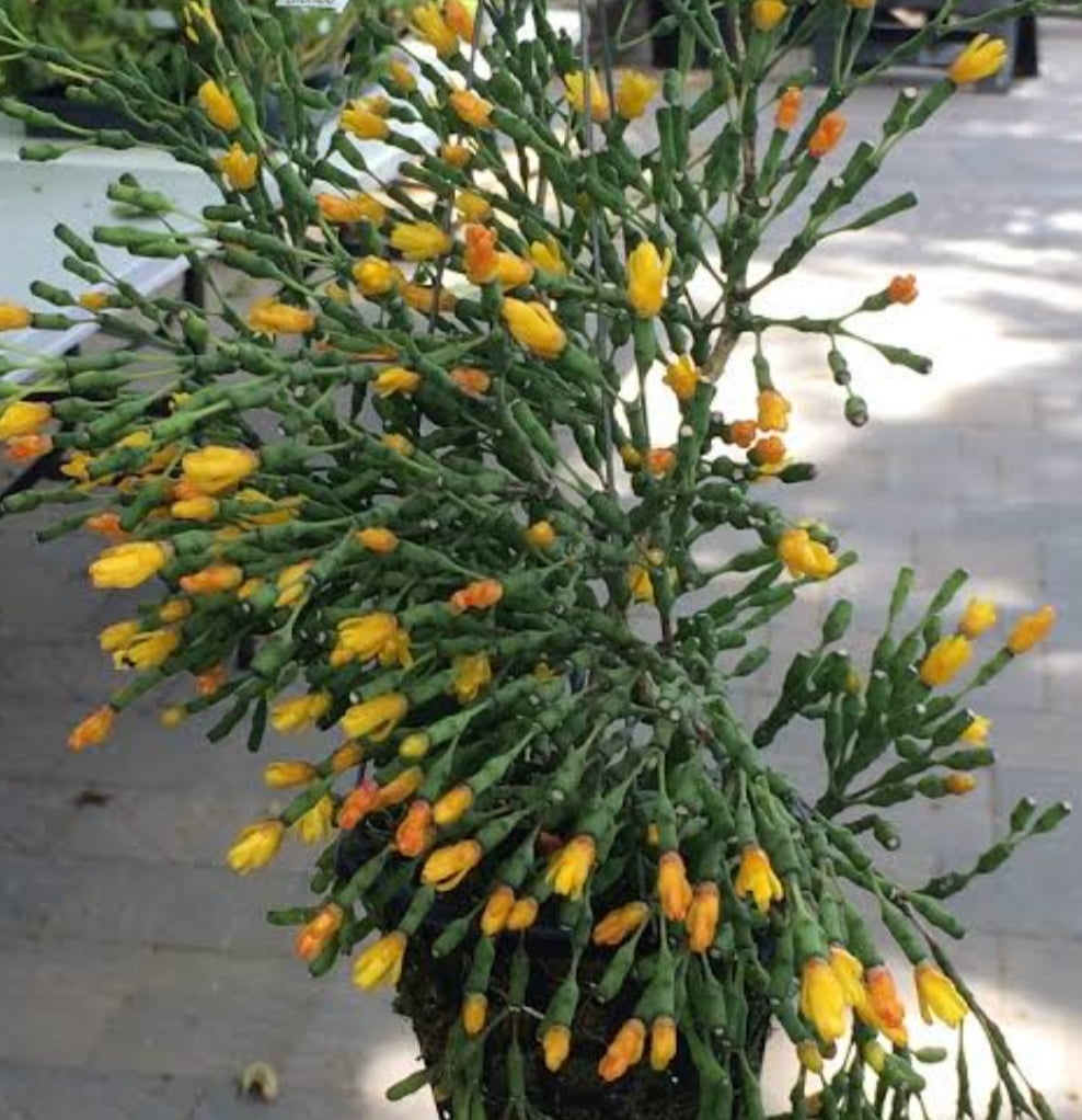 Rhipsalis Hatiora salicornioides