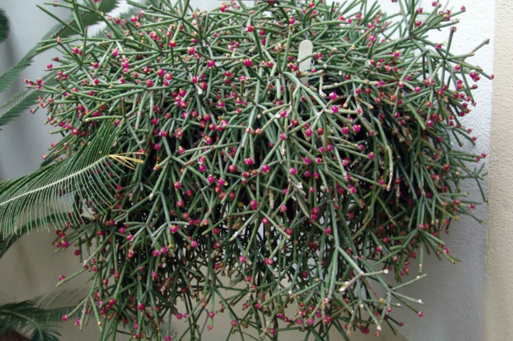 Rhipsalis-neves-armondii1