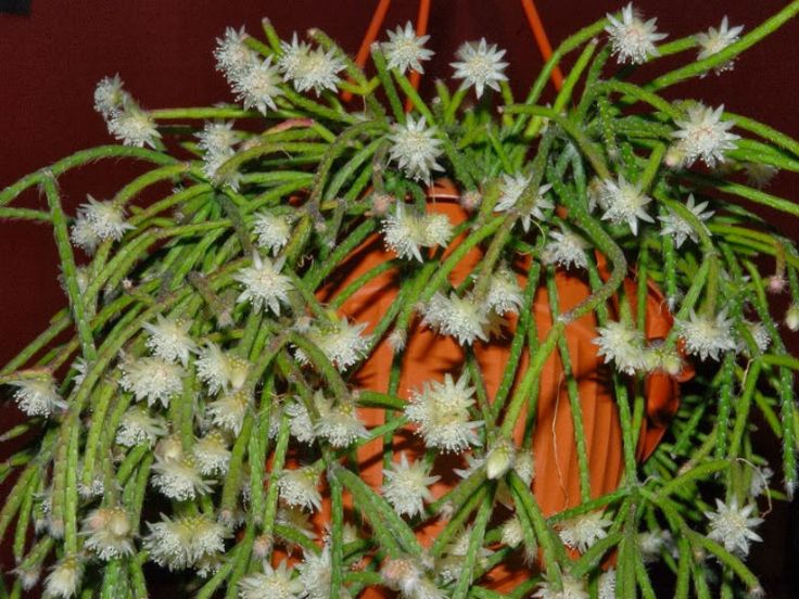 Rhipsalis pilocarpa5