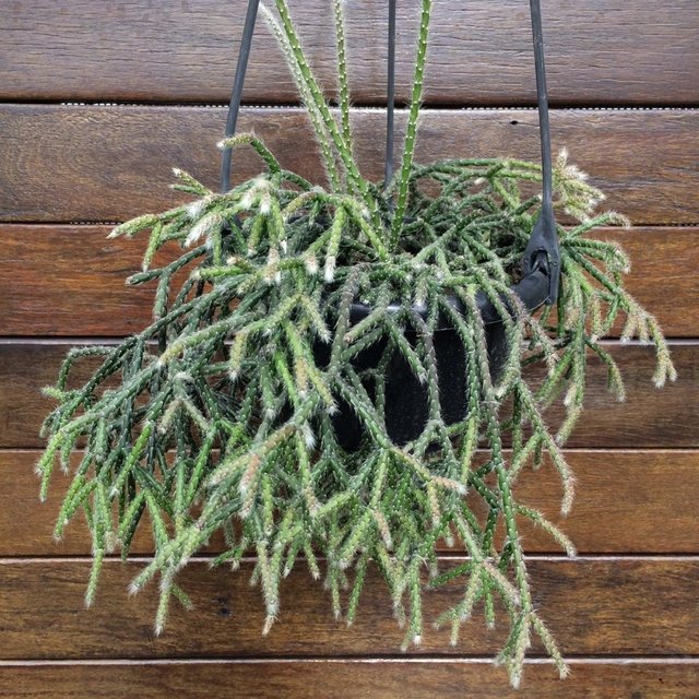 Rhipsalis pilocarpa6