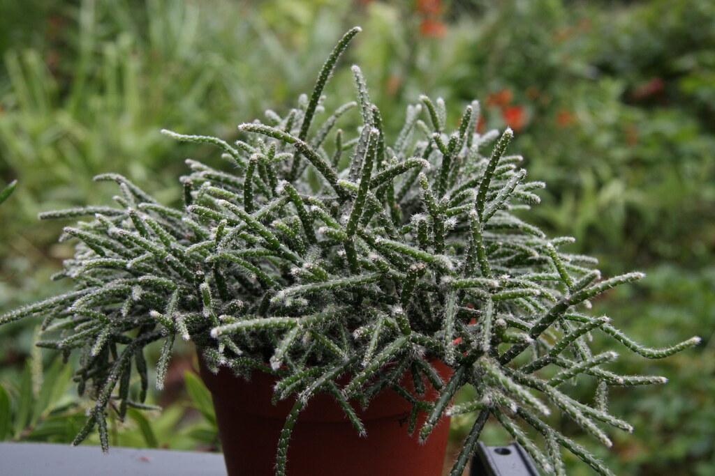 Rhipsalis pilocarpa7