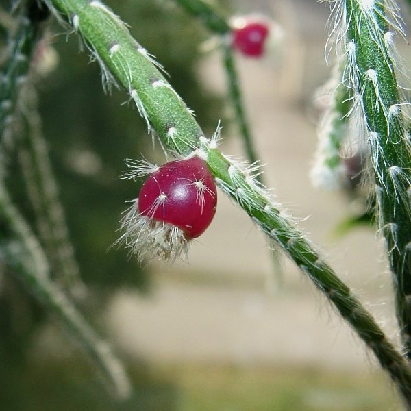 Tudo sobre o Cacto-macarrão (Rhipsalis baccifera) - PlantaSonya - O seu  blog sobre cultivo de plantas e flores