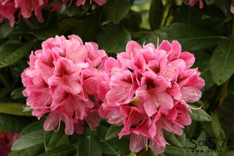Rododendro3-1