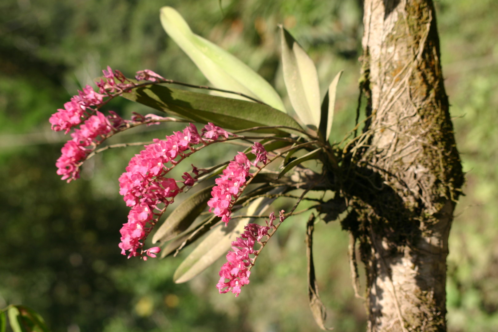 Como cuidar da Orquídea Rodriguezia Lanceolata - PlantaSonya - O seu blog  sobre cultivo de plantas e flores