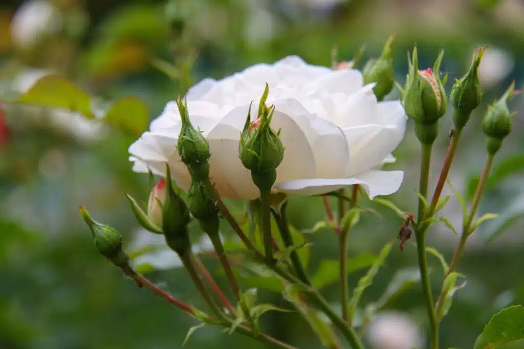 Rosa-Iceberg