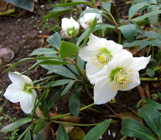 Características da Rosa-do-natal (Helleborus niger) - PlantaSonya - O seu  blog sobre cultivo de plantas e flores