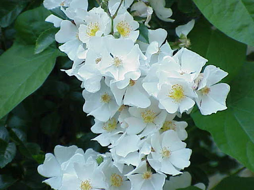 Rosa wichuraiana