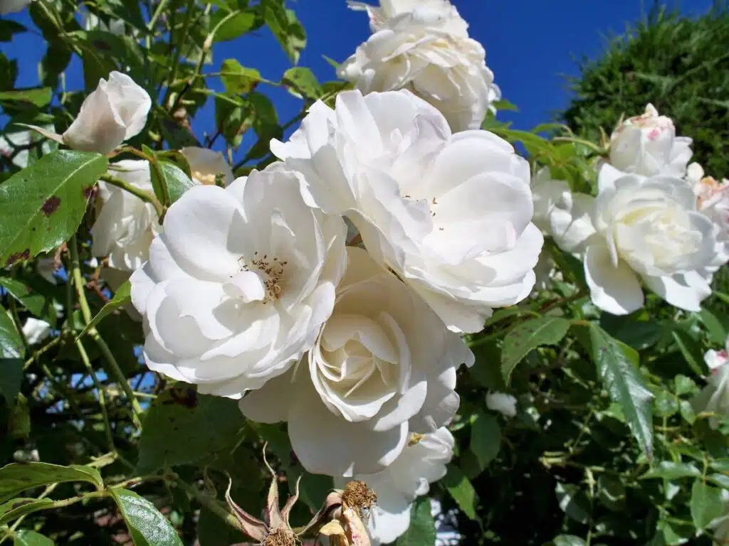 Rosa-Iceberg 