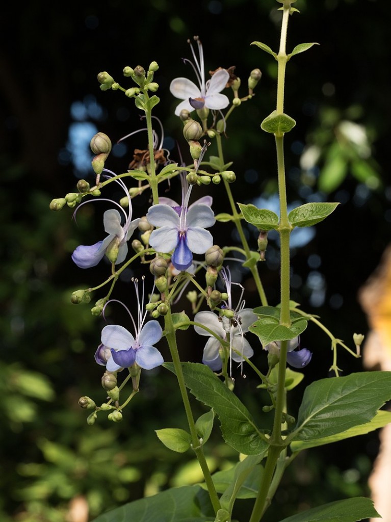 Rotheca myricoides