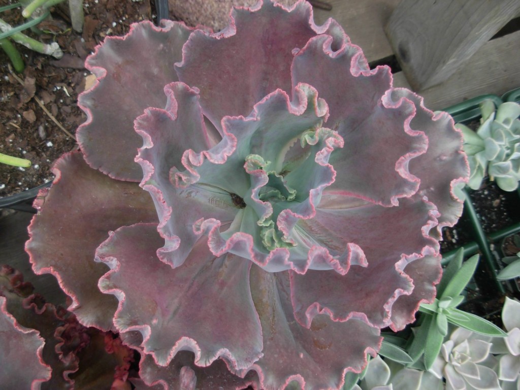 Ruffles echeveria