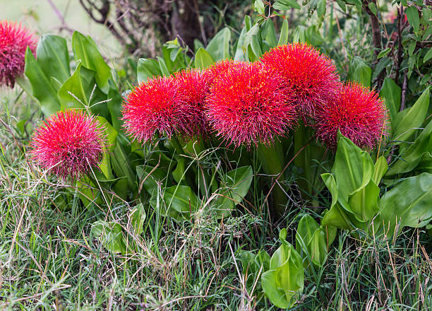 Scadoxus multiflorus
