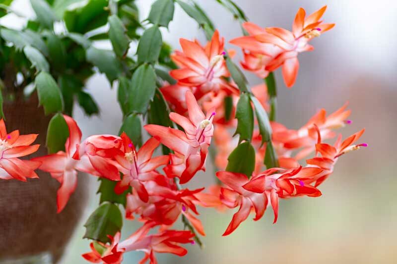 Schlumbergera-truncata4