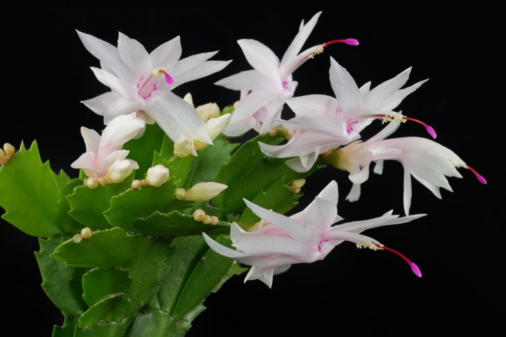 Schlumbergera-truncata