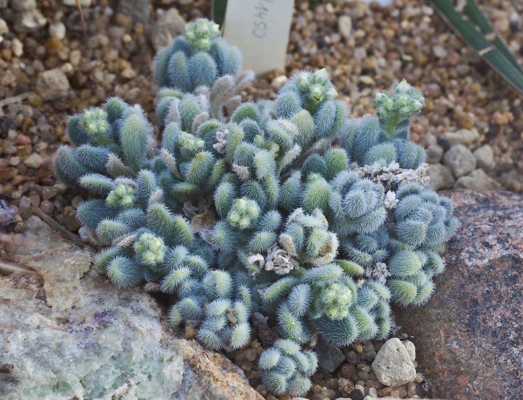 Sedum-Hintonii- Sedum-Hintonii-