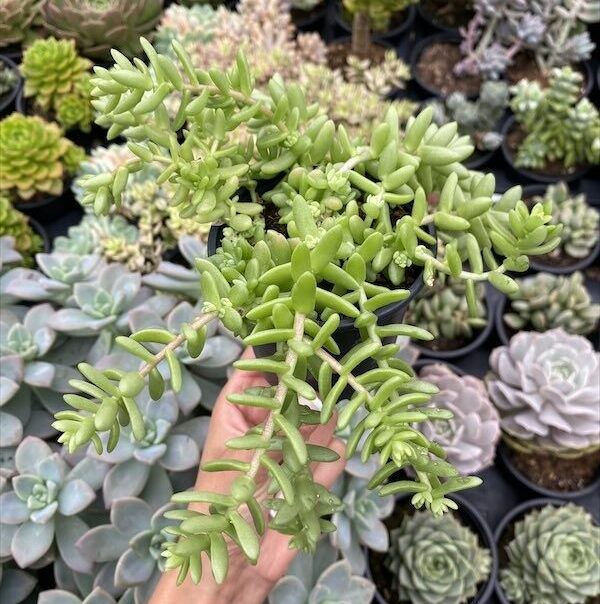 Sedum hemsleyanum