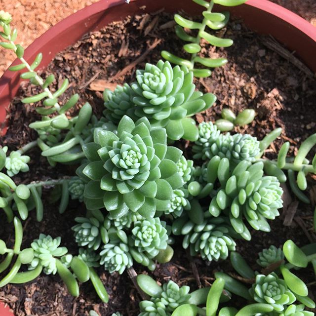 Sedum hemsleyanum19
