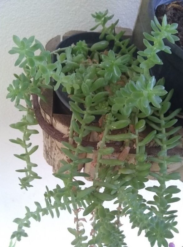 Sedum hemsleyanum9