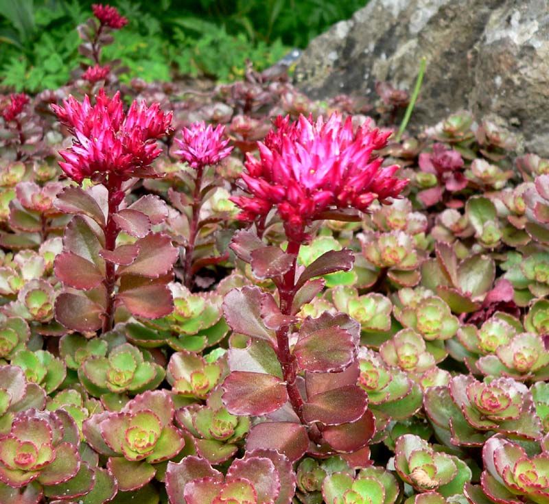 Sedum spurium Sedum spurium