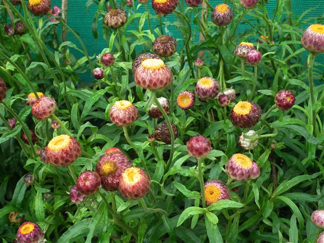 Como fazer mudas e propagar a Sempre-viva (Helichrysum bracteatum) -  PlantaSonya - O seu blog sobre cultivo de plantas e flores